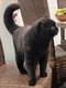 Superbes chats British Shorthair avec pedigr