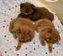 Superbes chats British Shorthair avec pedigr