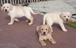 Chiots Labrador blonde (tests parents )