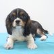 Chiots Cavalier King Charles  (diffrentes...