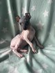 Chiot American hairless terrier
