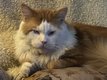 Leon, Maine Coon disponible