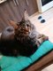Une Maine Coon  adopter