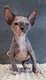 Magnifiques chatons Sphynx