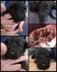 Caniche nain/Dwergpoedel chiots puppy