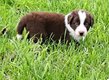 Border collie red et red merle