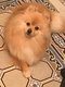 Chien mle Pomeranien pour saillie