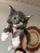 Maine Coon, chatons  rserver, ns le 1/03/24