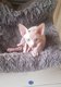 3 Superbes chatons Sphynx