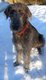 Magnifique femelle Irish Wolfhound