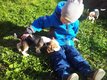Adorables chiots beagle