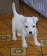 Chiots jack Russell