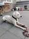 Dogue argentin mâle LOSH pour Saillie