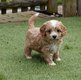 Chiots Cavapoo (cavalier x caniche toy)