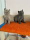 2 adorables chatons scottish fold