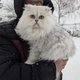 Magnifique mâle highland pour saillie -...
