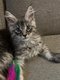 Adorable Maine Coon