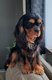Chamant Cavalier King Charles Pepper