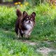 Chihuahua mle chocolat longs poils disponible...