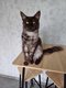 Maine coon pour saillie