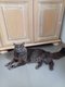 Maine coon pour saillie