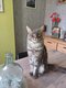 Maine coon pour saillie