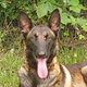 Deux magnifiques mâles Malinois pour sallie.