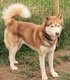Deux magnifiques Husky pour saillie