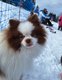 Spitz pom pour saillie