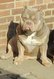 American Bully pocket abkc