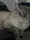 Baggy, British Shorthair de la chatterie British...