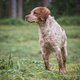 Pension canine agrée normes 2023