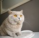 Saillie british shorthair lilac avec pedigree de...