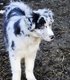 Chiots Border collie prt  ladoption aussi ...