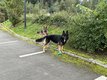 Berger allemand pour saillie