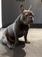 Bouledogue franais mle