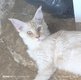 Reste 2 magnifiques Maine coons disponibles...