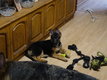 Chiots berger allemand