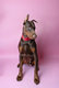 Doberman