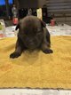 À vendre très beaux chiots berger malinois