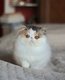 Magnifiques chatons persans disponible