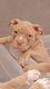 À vendre très beaux chiots American Bully Pocket