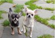 Chihuahua adulte  placer