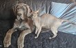 Chiots dogue allemand bleu