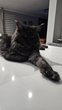 Etalon Maine Coon Black Smoke