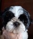 Splendides shih tzus chiots possédant le pedigree