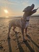 Pitbull rednose merle pour saillie