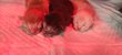 Maine Coon mle