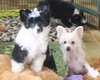 Chiens chinois Top Model De Rama