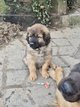 Dogue du Tibet/ Leonberg